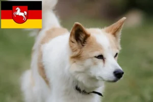 Read more about the article Crescători de Norrbottenspitz și căței în Saxonia Inferioară
