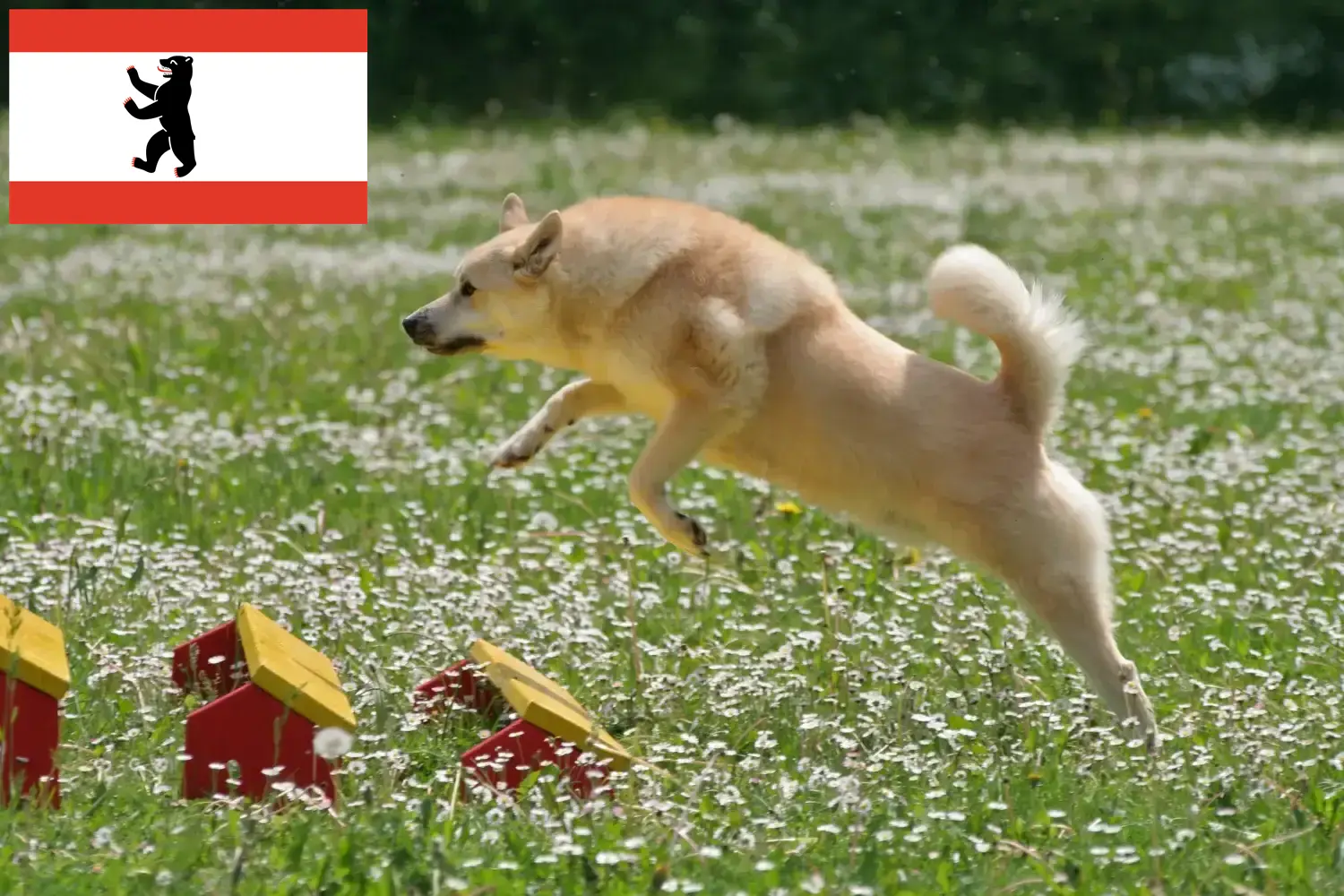Norwegian Buhund căței și crescător Berlin Aici puteți găsi crescători de Buhunde norvegian în Berlin.