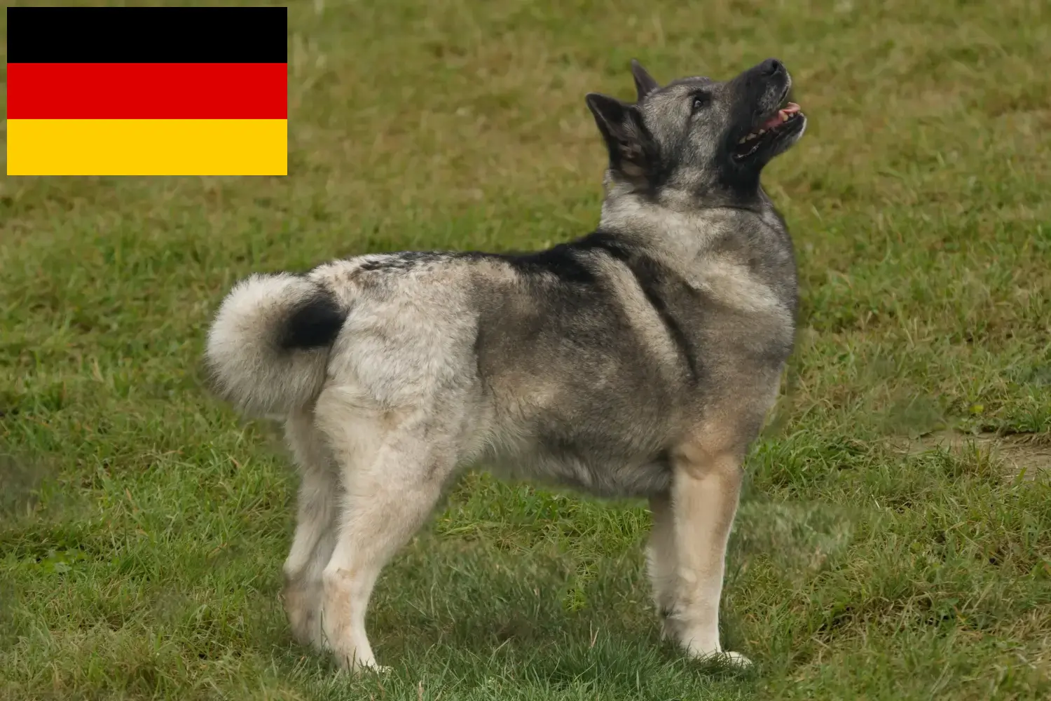 Read more about the article Crescători și căței Buhund norvegian în Germania