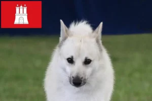Read more about the article Norwegian Buhund crescător și căței în Hamburg