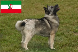 Read more about the article Crescători de Buhund norvegian și căței în Renania de Nord-Westfalia