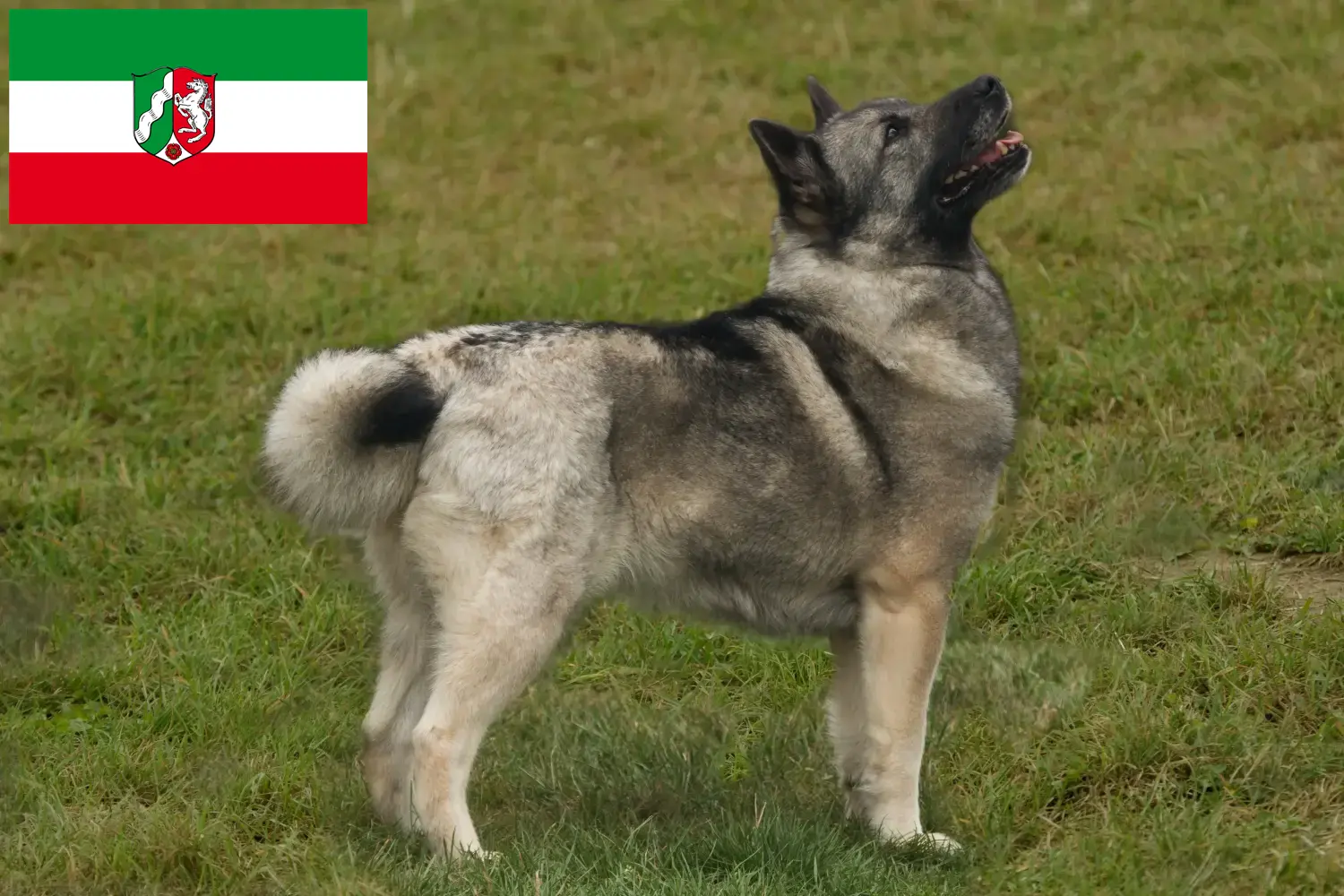 Norvegiană Buhund căței și crescători Renania de Nord-Westfalia Aici puteți găsi crescători de Buhunde norvegian în Renania de Nord-Westfalia.