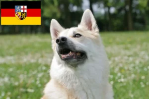 Read more about the article Norwegian Buhund crescător și căței în Saarland