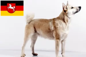 Read more about the article Crescători de Buhund norvegian și căței în Saxonia Inferioară