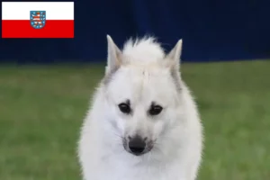 Read more about the article Norwegian Buhund crescător și căței în Thuringia