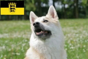 Read more about the article Crescători de Buhund norvegian și căței în Baden-Württemberg