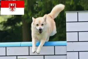 Read more about the article Crescători de Buhund norvegian și căței în Brandenburg
