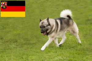 Read more about the article Crescători de Buhund norvegian și căței în Rhineland-Palatinate