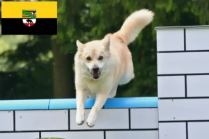 Read more about the article Crescători de Buhund norvegian și căței în Saxony-Anhalt