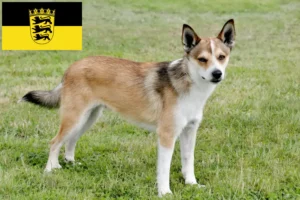 Read more about the article Crescători de Lundehund norvegian și căței în Baden-Württemberg