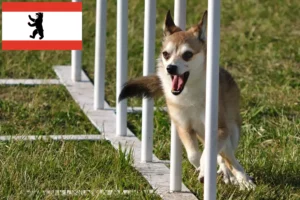 Read more about the article Lundehund norvegian crescător și căței în Berlin