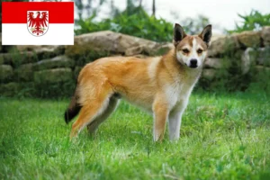Read more about the article Crescători de Lundehund norvegian și căței în Brandenburg