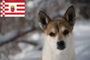 Read more about the article Lundehund norvegian crescător și căței în Bremen