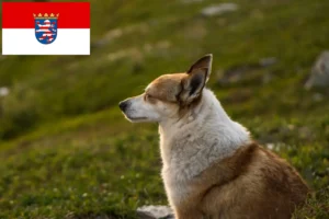 Read more about the article Crescători de Lundehund norvegian și căței în Hesse
