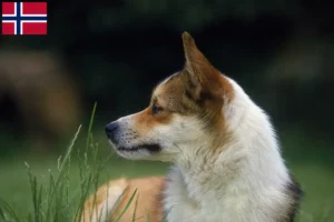 Read more about the article Crescători de Lundehund norvegian și căței în Norvegia