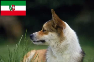 Read more about the article Crescători de Lundehund norvegian și căței în Renania de Nord-Westfalia