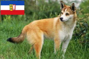 Read more about the article Crescători de Lundehund norvegian și căței în Schleswig-Holstein