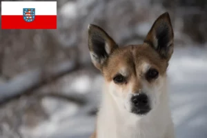 Read more about the article Crescători de Lundehund norvegian și căței în Thuringia