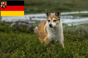 Read more about the article Crescători de Lundehund norvegian și căței în Renania-Palatinat