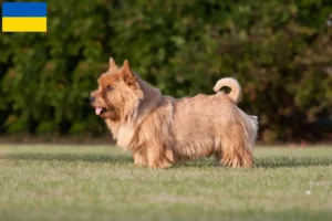Read more about the article Norwich Terrier crescători și căței în Ucraina