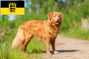 Read more about the article Nova Scotia Duck Tolling Retriever crescători și căței în Baden-Württemberg