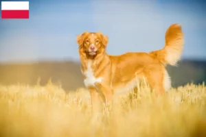 Read more about the article Nova Scotia Duck Tolling Retriever crescători și căței în Polonia