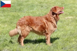 Read more about the article Nova Scotia Duck Tolling Retriever crescători și căței în Republica Cehă