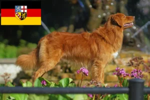 Read more about the article Nova Scotia Duck Tolling Retriever crescători și căței în Saarland