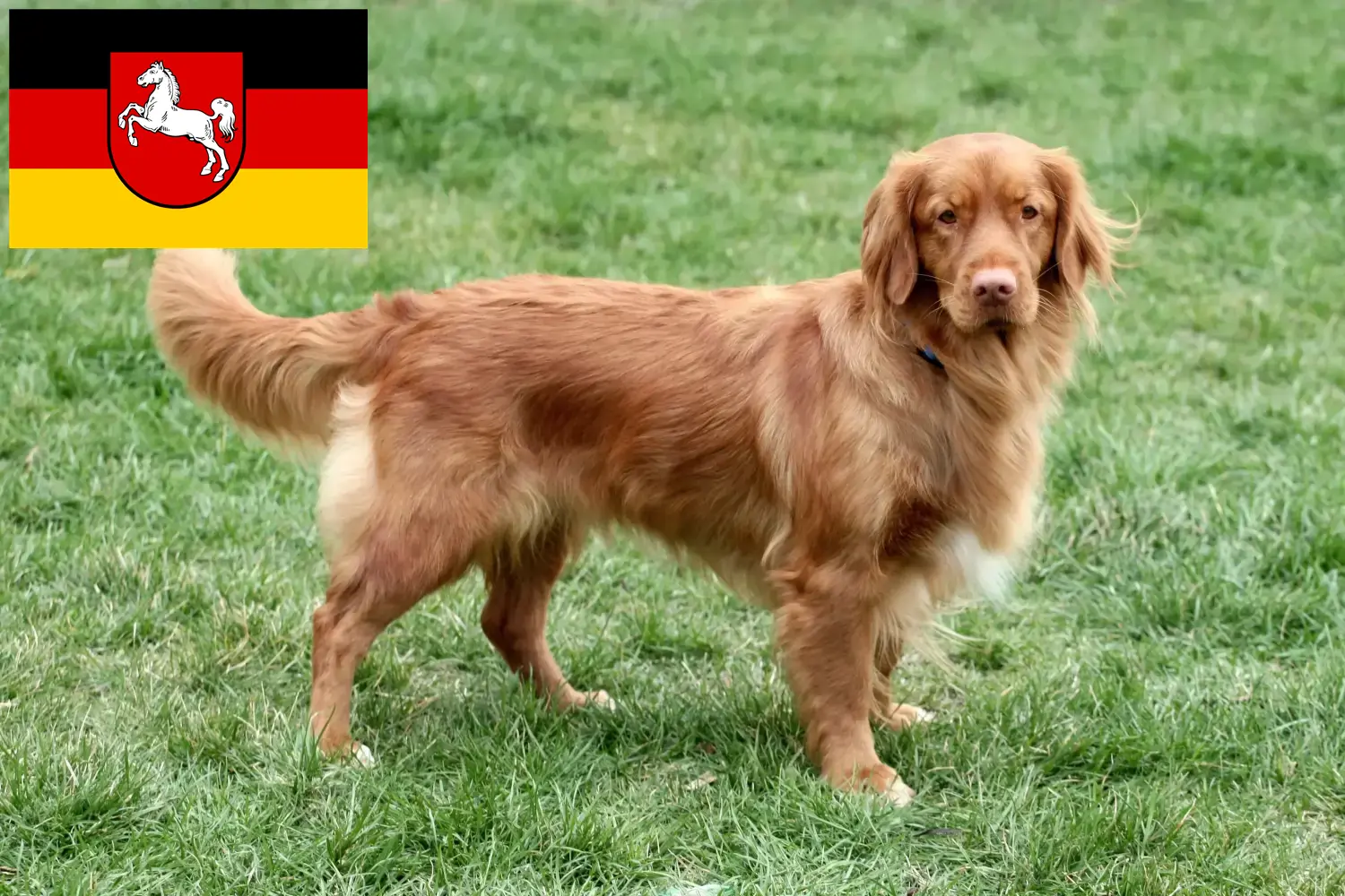 Read more about the article Nova Scotia Duck Tolling Retriever crescători și căței în Saxonia Inferioară