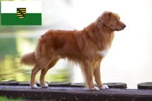 Read more about the article Nova Scotia Duck Tolling Retriever crescători și căței în Saxonia