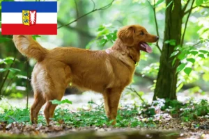 Read more about the article Nova Scotia Duck Tolling Retriever crescători și căței în Schleswig-Holstein