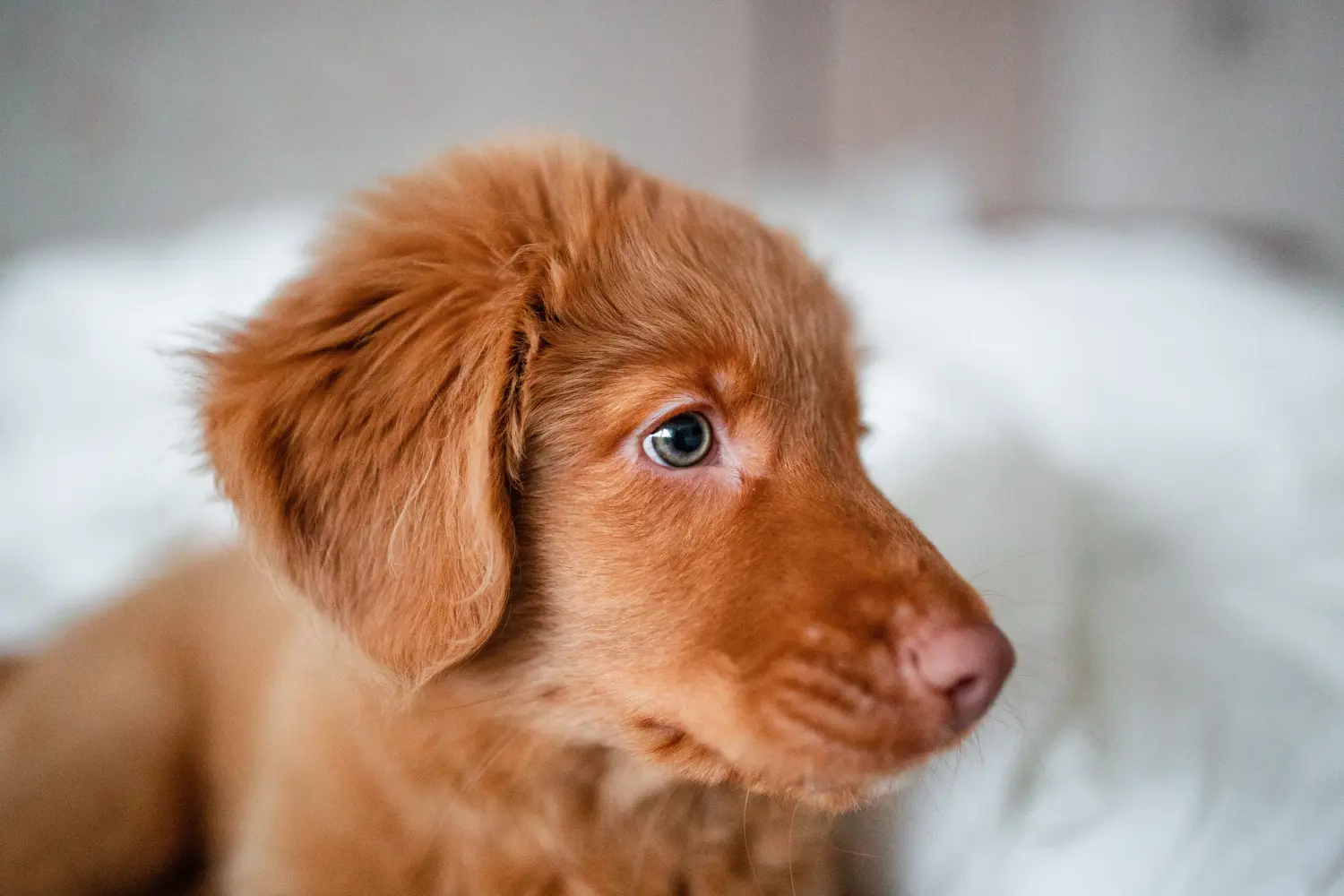 Cumpărarea unui cățeluș Nova Scotia Duck Tolling Retriever înseamnă asumarea responsabilității! Cumpara Nova Scotia Duck Tolling Retriever căței.