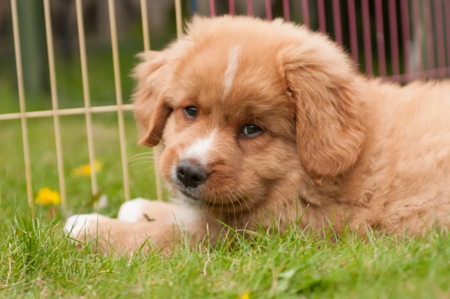 Cumpărarea unui cățeluș Nova Scotia Duck Tolling Retriever înseamnă asumarea responsabilității! Cumpara Nova Scotia Duck Tolling Retriever căței.