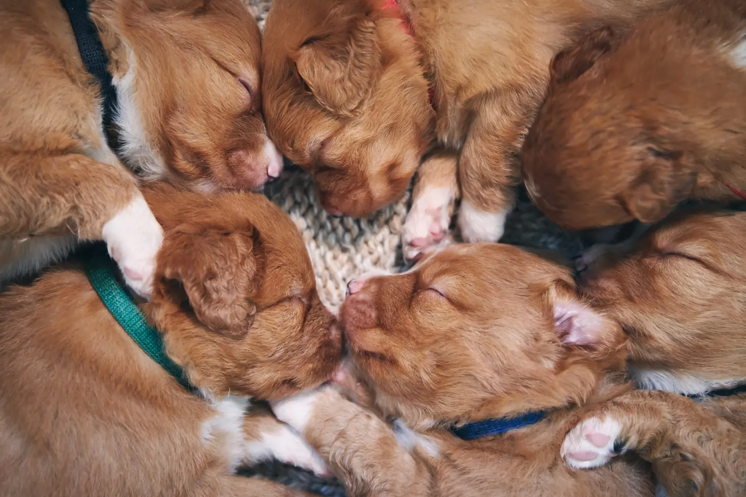Cumpărarea unui cățeluș Nova Scotia Duck Tolling Retriever înseamnă asumarea responsabilității! Cumpara Nova Scotia Duck Tolling Retriever căței.