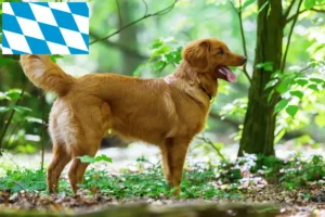 Read more about the article Nova Scotia Duck Tolling Retriever crescători și căței în Bavaria