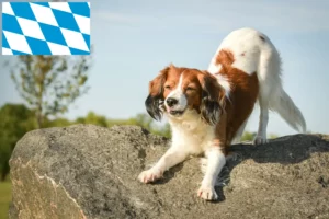 Read more about the article Crescători de Kooikerhondje olandezi și căței în Bavaria