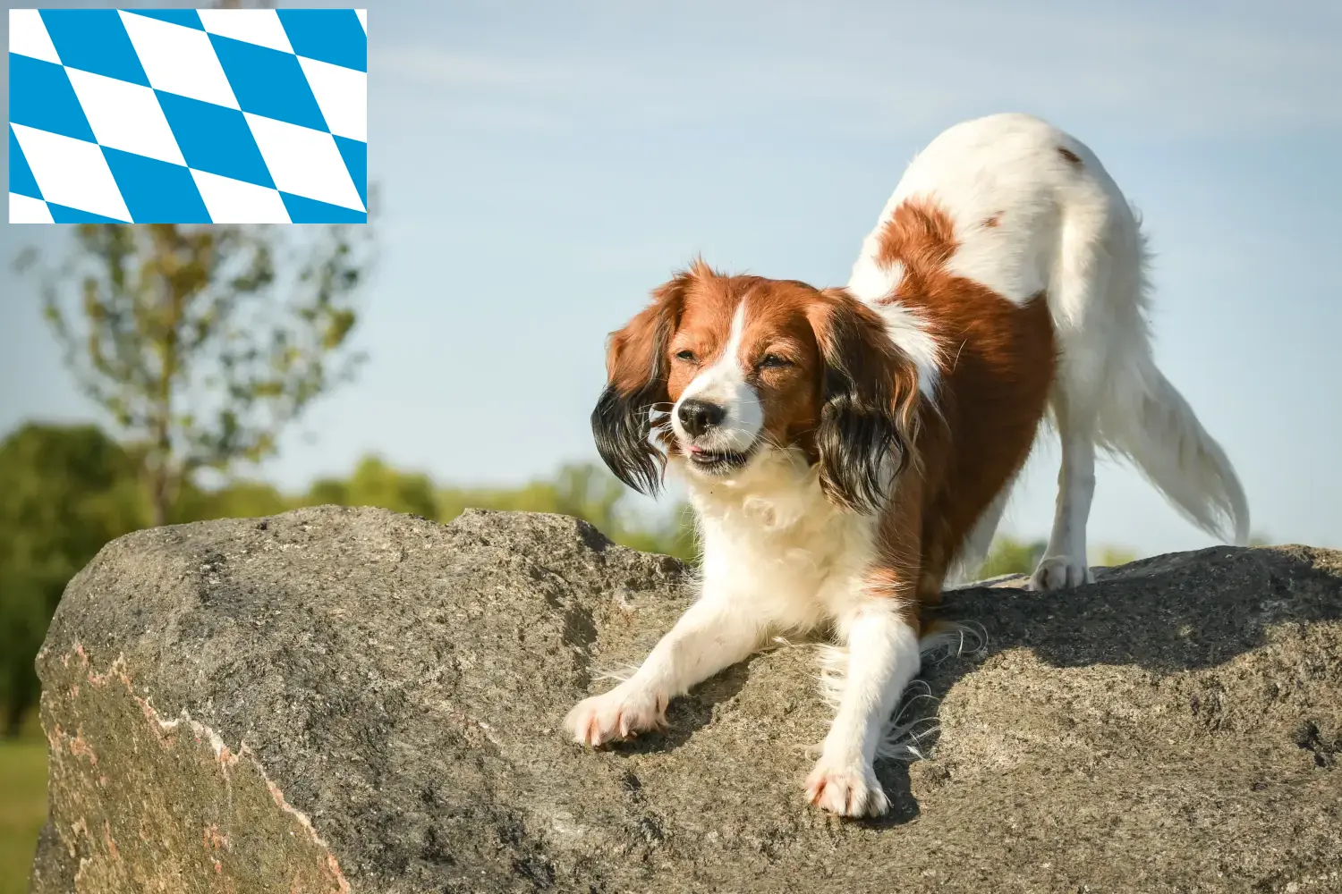 Read more about the article Crescători de Kooikerhondje olandezi și căței în Bavaria