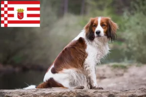 Read more about the article Kooikerhondje olandeză crescători și căței în Bremen