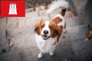 Read more about the article Kooikerhondje olandeză crescători și căței în Hamburg