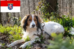 Read more about the article Kooikerhondje olandeză crescători și căței în Hessen