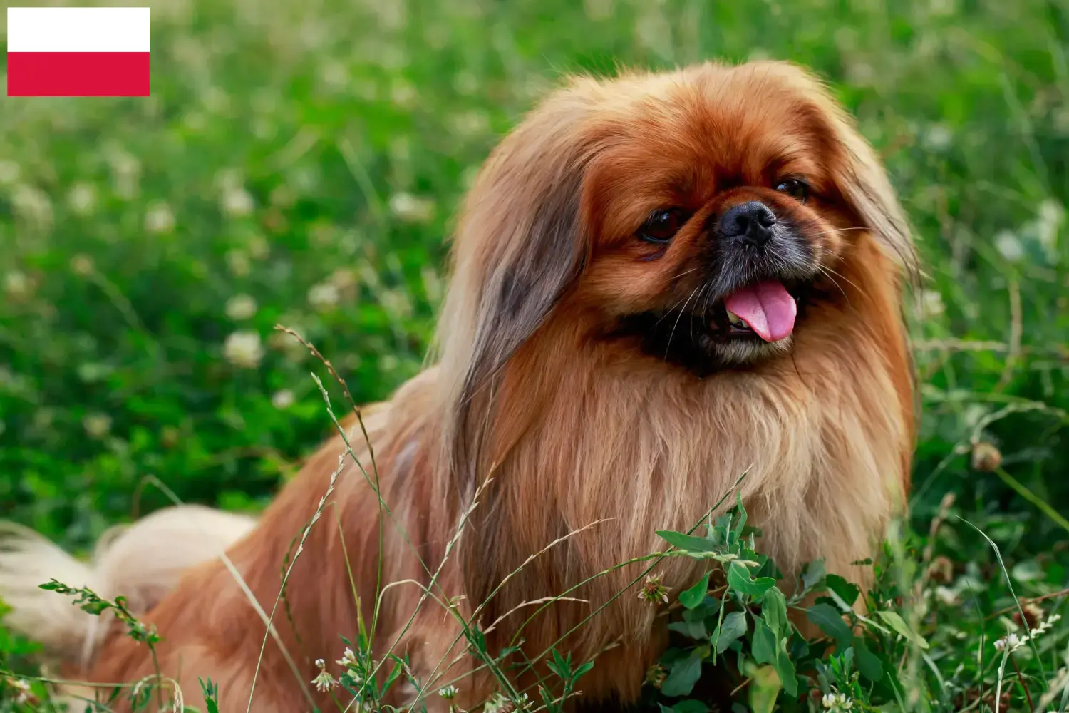 Read more about the article Pekingese crescători și căței în Polonia