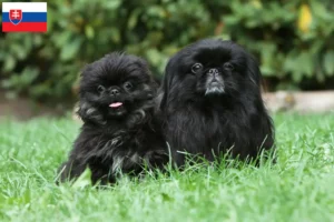 Read more about the article Pekingese crescători și căței în Slovacia