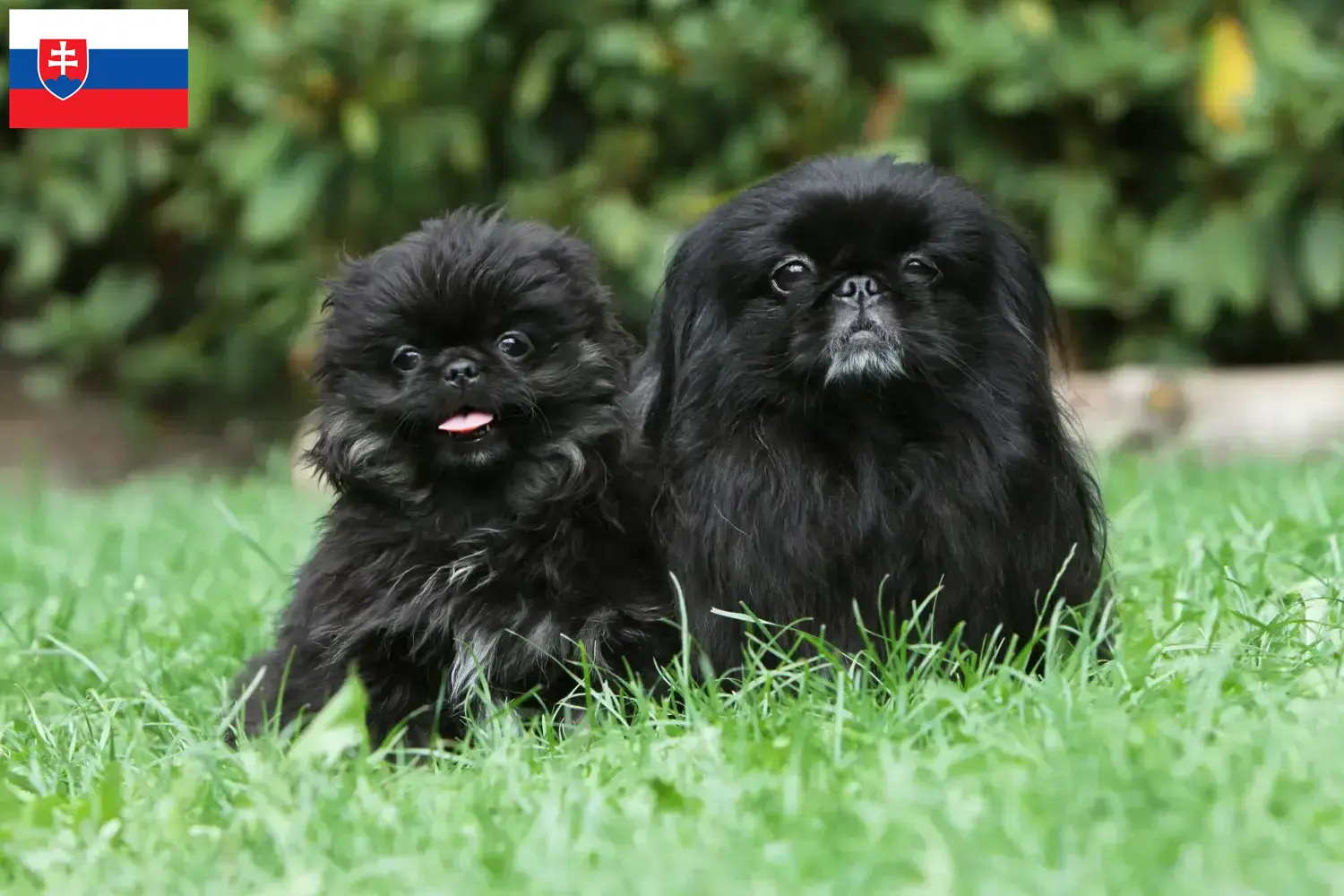 Read more about the article Pekingese crescători și căței în Slovacia