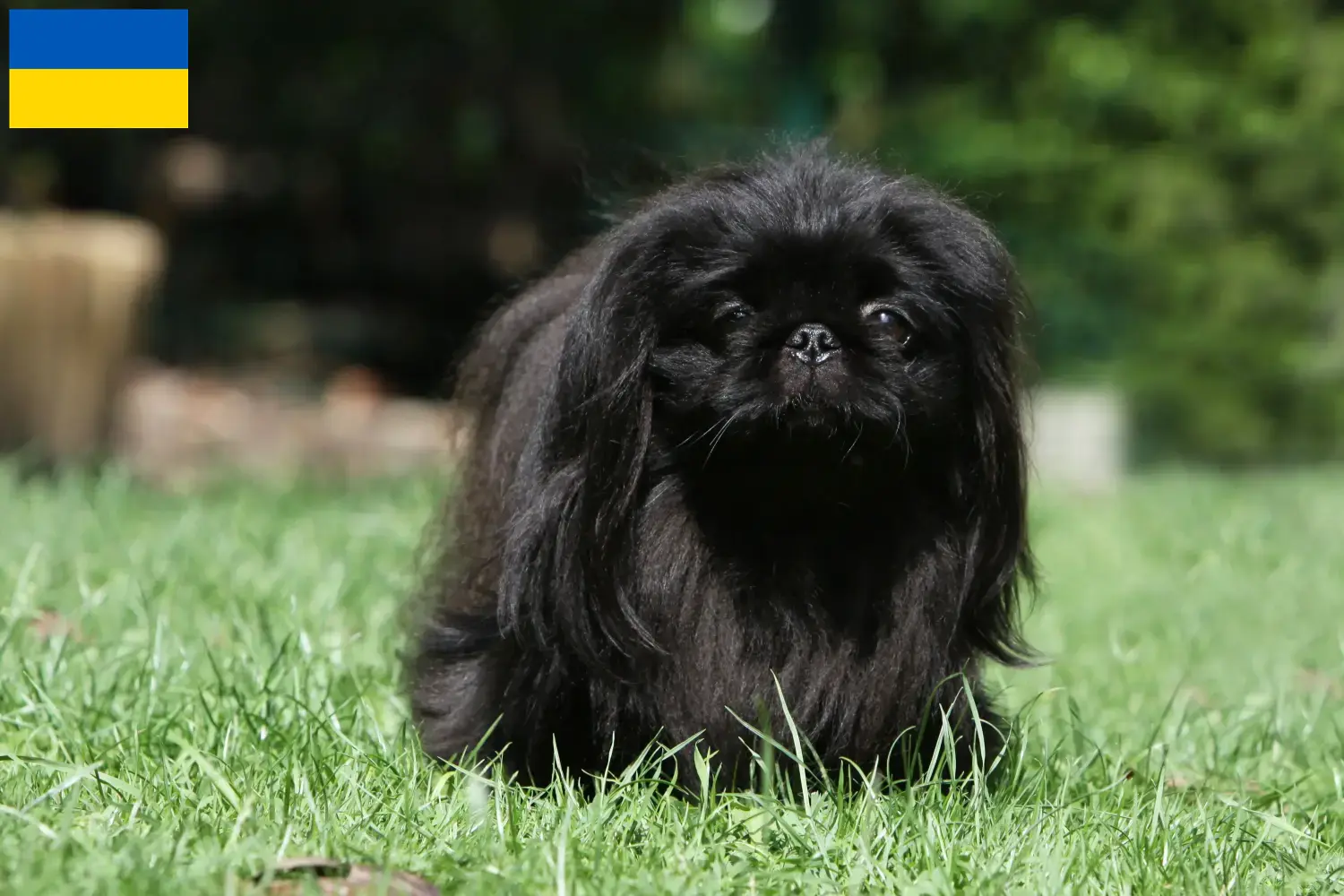 Read more about the article Pekingese crescători și căței în Ucraina