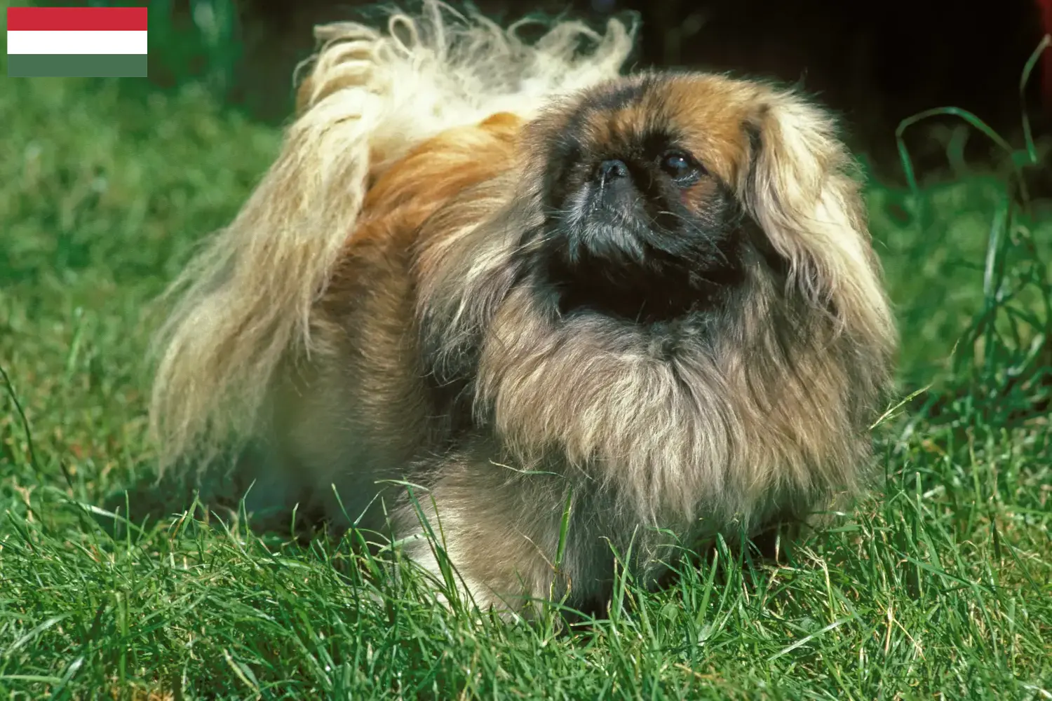 Read more about the article Pekingese crescători și căței în Ungaria