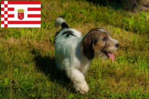Read more about the article Petit Basset Griffon Vendéen crescători și căței în Bremen