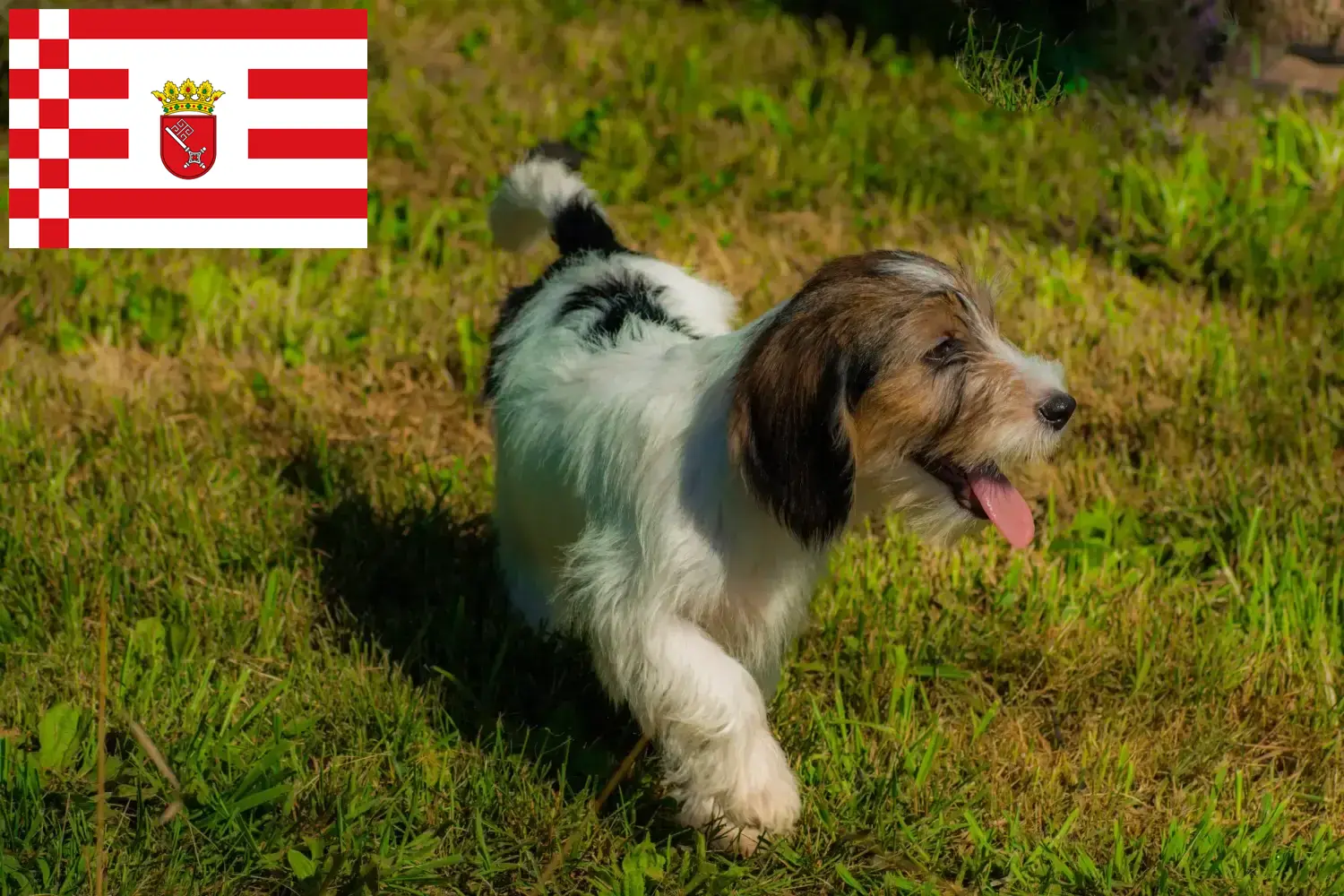 Petit Basset Griffon Vendéen căței și crescători Bremen Găsiți crescători de Petit Basset Griffon Vendéens în Bremen.