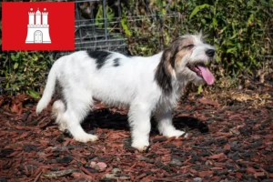 Read more about the article Petit Basset Griffon Vendéen crescători și căței în Hamburg