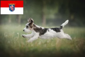 Read more about the article Petit Basset Griffon Vendéen crescători și căței în Hessen