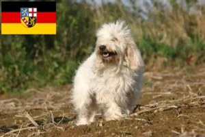 Read more about the article Petit Basset Griffon Vendéen crescători și căței în Saarland